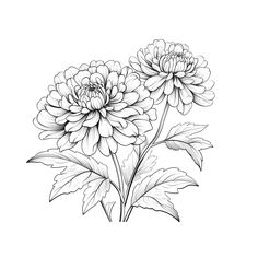 three flowers are shown in black and white