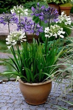 purple and white flowers are in a pot on the ground next to another planter