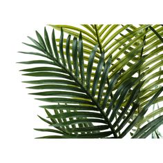 green palm leaves against a white background