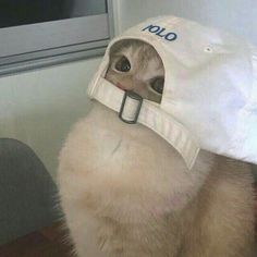 a cat wearing a white hat with the word io on it's face and eyes