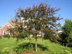 a tree in the middle of a yard with lots of grass and flowers around it