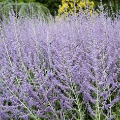 purple flowers are growing in the garden