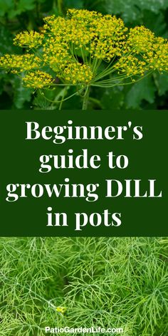 the beginner's guide to growing dill in pots