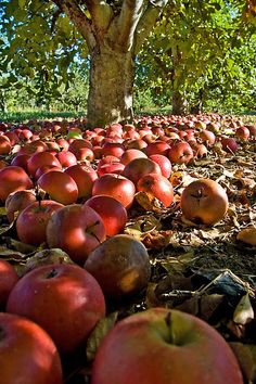 many apples are laying on the ground near a tree