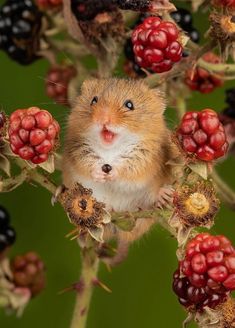 a small rodent sitting on top of berries and looking up at it's face