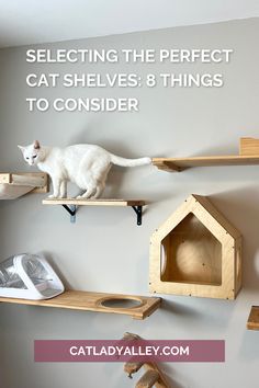 white cat standing on a cat shelf installed on a cat wall Cat Wall Inspiration, Ceiling Cat Walk, Cat Vertical Space, Cat Loft Ideas, Renter Friendly Cat Wall, Ikea Cat Wall, Cat Spaces In Home, Cat Shelves Diy, Diy Cat Wall Ideas