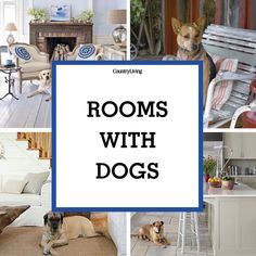 a collage of rooms with dogs in them and the words rooms with dogs on it