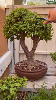 a bonsai tree in a pot being held up by someone's hand with scissors