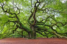 an old tree in the middle of a forest with lots of green leaves on it