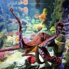 an octopus is swimming in the water near rocks and other marine life, with caption about it