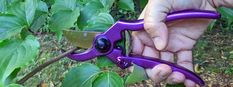 a person holding a pair of purple scissors in front of some green leaves on a tree