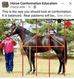 a person standing next to a horse in a fenced off area with trees behind it