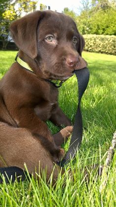 a brown dog sitting in the grass with a leash around its neck and looking at the camera