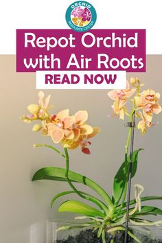 an orchid plant in a glass vase with the words repot orchid with air roots read now