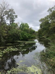 the water is full of lily pads and trees