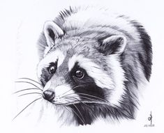 a pencil drawing of a raccoon