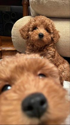 two brown dogs sitting next to each other