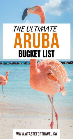 Flamingo on  an Aruban beach. Noord Aruba, 2024 Travel, Best Snorkeling, Hidden Beach, Travel Info, Free Things To Do, Donkeys