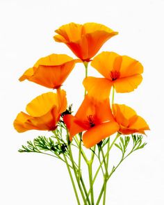 orange flowers are in a vase on a white background