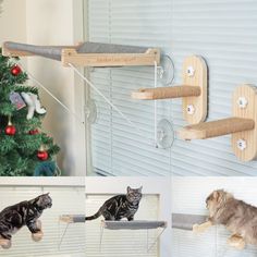 two cats are playing with their toys in front of the christmas tree and on the wall