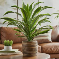 a potted plant sitting on top of a wooden table next to a brown couch