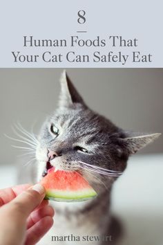 a cat eating a piece of watermelon with the caption 8 human foods that your cat can safely eat