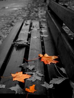 two autumn leaves on a bench in black and white