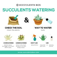 succulents box with instructions on how to use them for watering and gardening