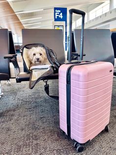 a dog is sitting in an empty chair at the airport with its head sticking out of a piece of luggage