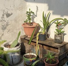 several potted plants sitting on top of a wooden table in front of a wall