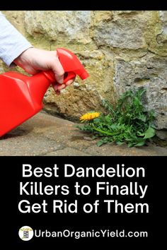 a person watering flowers with the words best dandelion killers to finally get rid of them