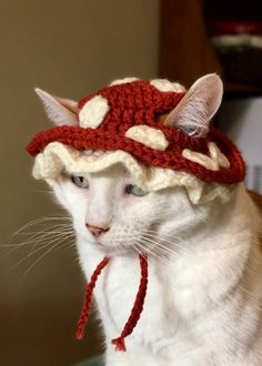 a white cat wearing a red and white hat