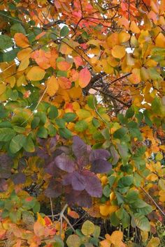 the leaves on this tree are changing colors