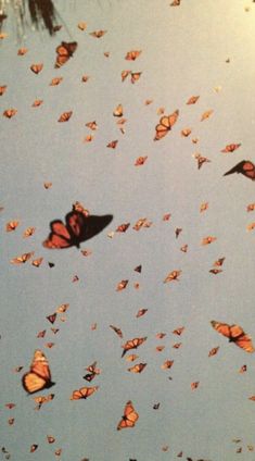 a bunch of butterflies flying in the sky