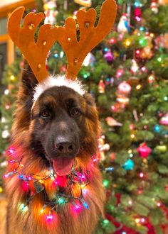 a dog wearing reindeer antlers in front of a christmas tree