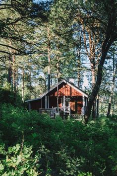 a cabin in the woods surrounded by tall trees