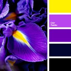 purple and yellow color scheme with flowers