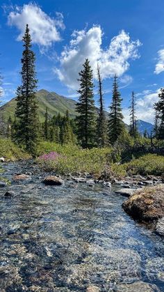 a river running through a lush green forest