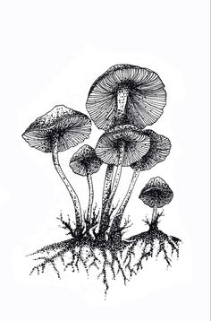 three mushrooms growing out of the ground with roots in front of them, vintage line drawing or engraving