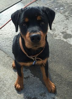 a black and brown dog sitting on top of a sidewalk