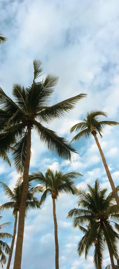 palm trees blowing in the wind on a cloudy day