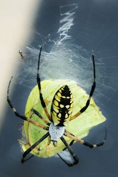 a yellow and black spider sitting on top of a leaf