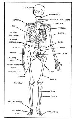 the human skeleton and its major skeletal systems is shown in this black and white diagram