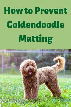 a brown dog standing in the grass with text overlay how to prevent goldendoodle mating