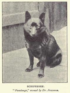 an old black and white photo of a dog