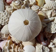 shells and seashells are shown in this collage