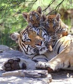 two tiger cubs playing with each other on the ground in front of some rocks and trees