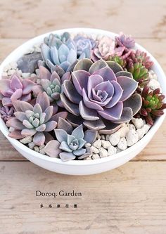 a bowl filled with lots of succulents on top of a wooden table