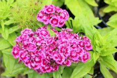 pink flowers are blooming in the garden