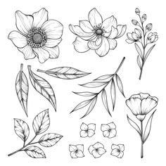 various flowers and leaves drawn in black ink